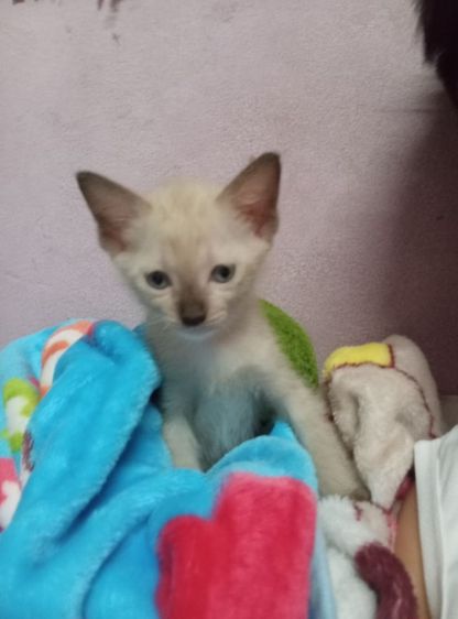 แมวพันธุ์วิเชียรมาศ รูปที่ 3