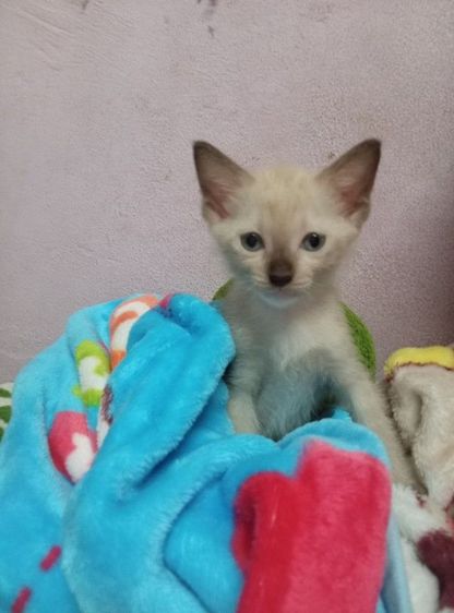 แมวพันธุ์วิเชียรมาศ