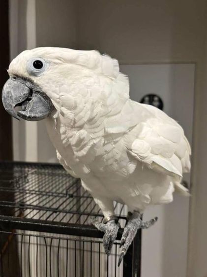 กระตั้ว