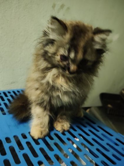 ลูกผสมเมนคูนกับเปอร์เซีย รูปที่ 6