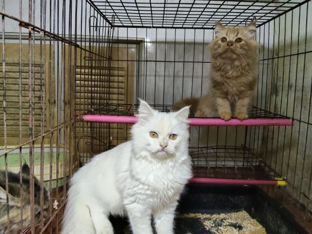 ลูกผสมเมนคูนกับเปอร์เซีย