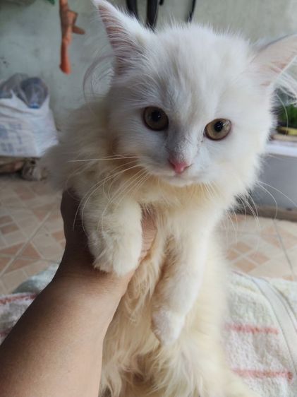 ลูกผสมเมนคูนกับเปอร์เซีย รูปที่ 7