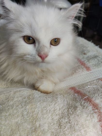 ลูกผสมเมนคูนกับเปอร์เซีย รูปที่ 10