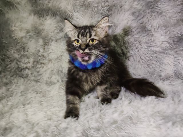 ลูกผสมเมนคูนกับเปอร์เซีย รูปที่ 2