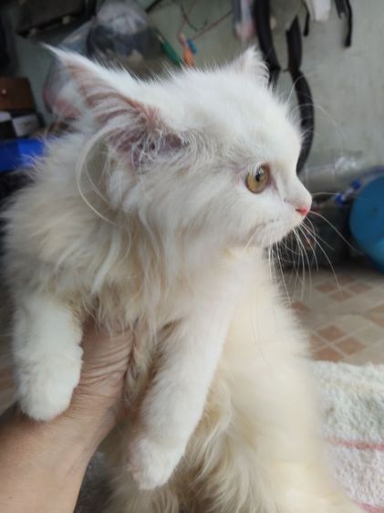 ลูกผสมเมนคูนกับเปอร์เซีย รูปที่ 8