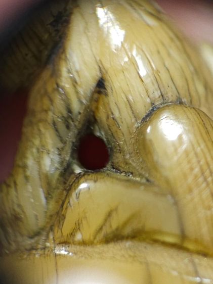 เสือหลวงพ่อปาน วัดบางเหี้ย  รูปที่ 7