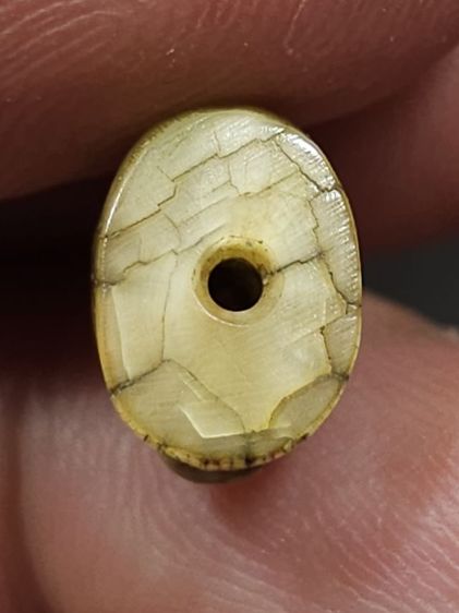 เสือหลวงพ่อปาน วัดบางเหี้ย  รูปที่ 5