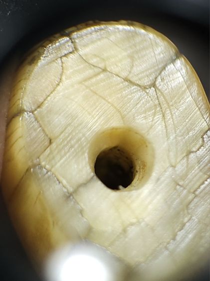 เสือหลวงพ่อปาน วัดบางเหี้ย  รูปที่ 6