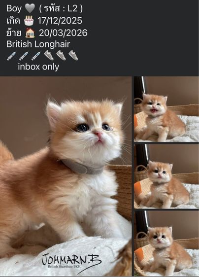 หนุ่มน้อยบริติช ขนยาว (L2)