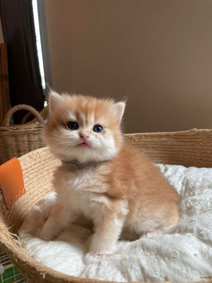 หนุ่มน้อยบริติช ขนยาว (L2) รูปที่ 3