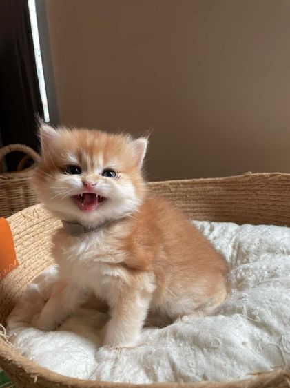 หนุ่มน้อยบริติช ขนยาว (L2) รูปที่ 5