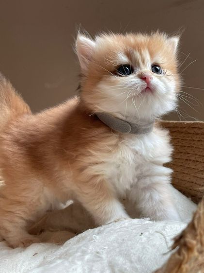 หนุ่มน้อยบริติช ขนยาว (L2) รูปที่ 2