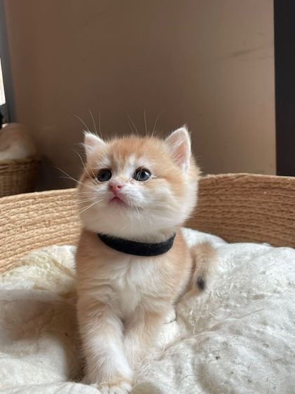 หนุ่มน้อยบริติส ขนสั้น ( L1 ) รูปที่ 3