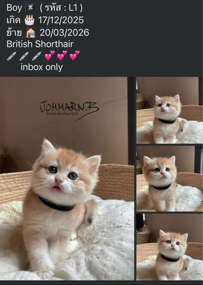 หนุ่มน้อยบริติส ขนสั้น ( L1 )