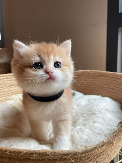 หนุ่มน้อยบริติส ขนสั้น ( L1 ) รูปที่ 5