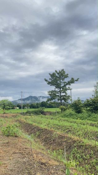 มีบางส่วน 2025 ขายบ้าน 2 ชั้น สร้างใหม่ บนเนื้อที่ 2 ไร่ ติดถนนดำ อ.ศรีสัชนาลัย สุโขทัย รูปที่ 3