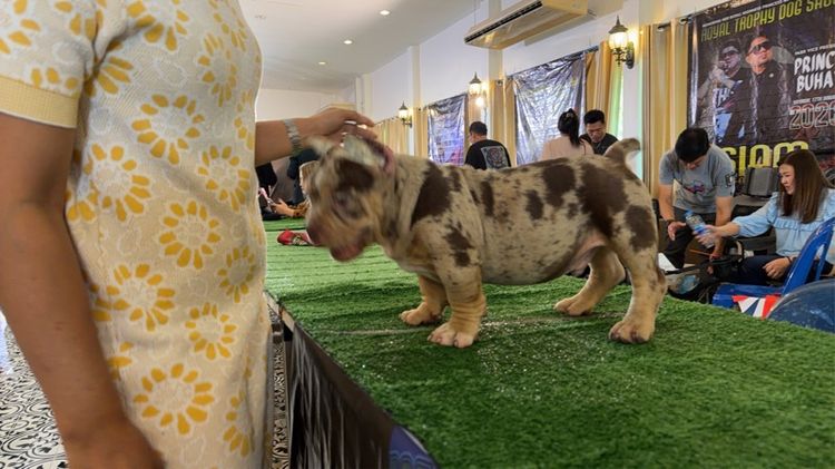 ้เอ็กโซติก บูลลี่ รูปที่ 4