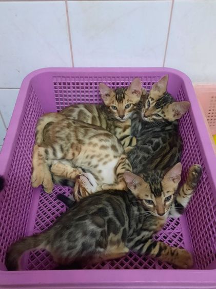 แมวเบงกอล รูปที่ 3