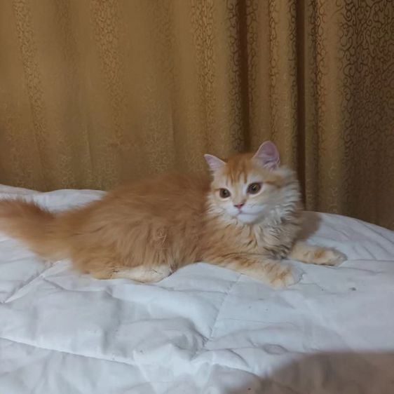 สก็อตติช โฟลด์ (Scottish Fold) เเมวสก๊อตติชโฟ