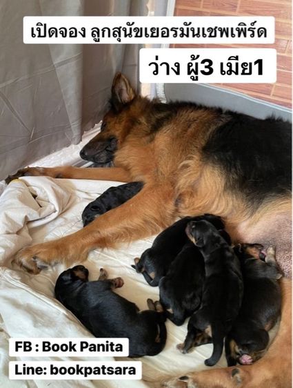 ลูกสุนัขเยอรมันเชพเพิร์ด (อัลเซเชี่ยน สุนัขตำรวจ) ว่าง ตัวเมีย 1 ตัวสุดท้าย