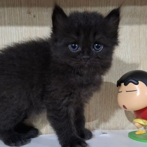 ลูกครึ่งเปอร์เซียบริติช รูปที่ 3