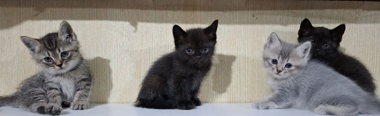 ลูกครึ่งเปอร์เซียบริติช รูปที่ 10