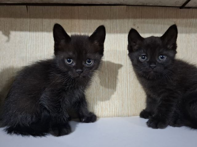 ลูกครึ่งเปอร์เซียบริติช รูปที่ 12