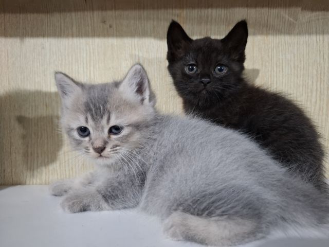 ลูกครึ่งเปอร์เซียบริติช รูปที่ 8