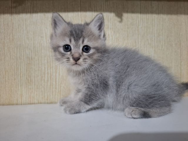 ลูกครึ่งเปอร์เซียบริติช รูปที่ 11