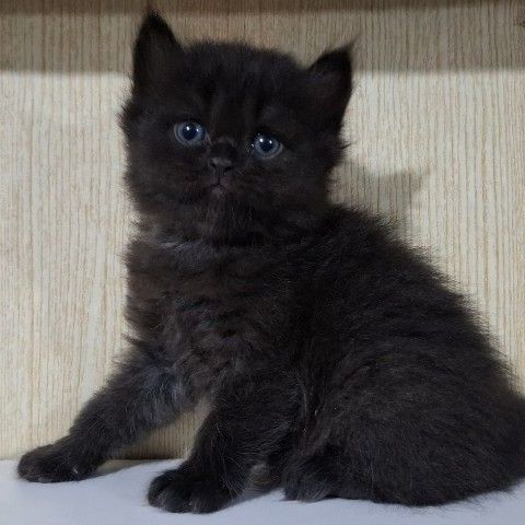 ลูกครึ่งเปอร์เซียบริติช รูปที่ 2