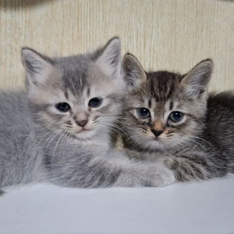 ลูกครึ่งเปอร์เซียบริติช รูปที่ 4