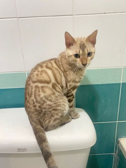 แมวเบงกอล สีsnow mink