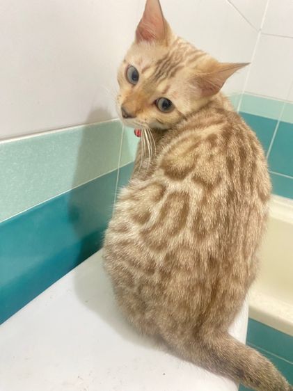 แมวเบงกอล สีsnow mink รูปที่ 3