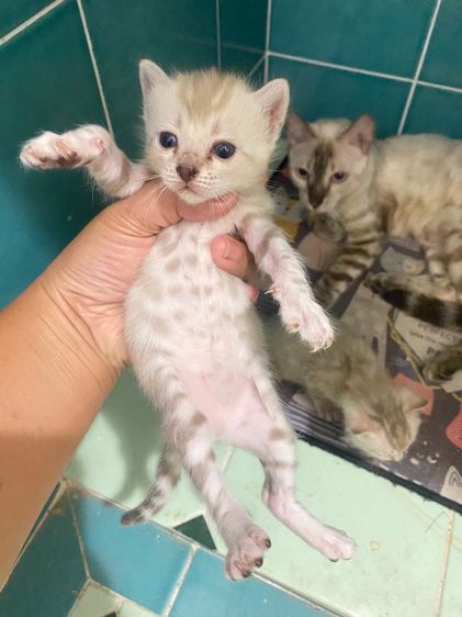 เปิดจองลูกแมวเบงกอล สีsnow lynx  รูปที่ 2