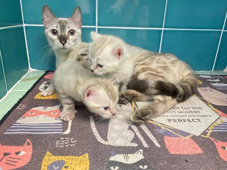 เปิดจองลูกแมวเบงกอล สีsnow lynx  รูปที่ 6