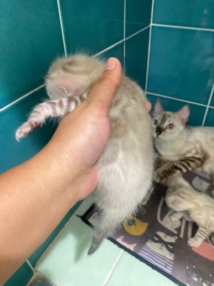 เปิดจองลูกแมวเบงกอล สีsnow lynx  รูปที่ 4