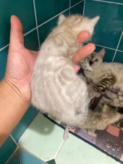 เปิดจองลูกแมวเบงกอล สีsnow lynx  รูปที่ 3