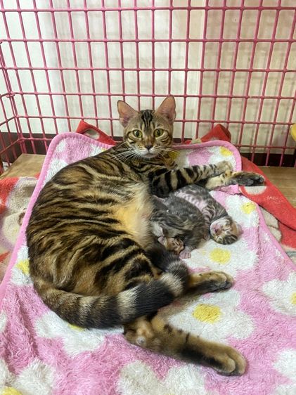 เบงกอล (Bengal House Cat) เปิดจองลูกแมวเบงกอลแท้