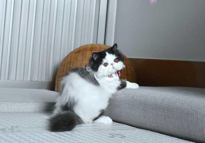 ขายแมวเปอร์เซีย เพศชาย