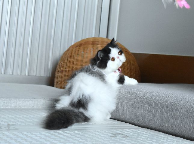 ขายแมวเปอร์เซีย เพศชาย รูปที่ 2
