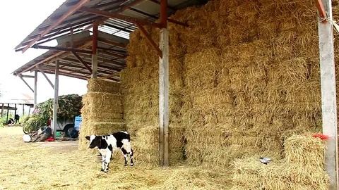 ฟางอัดก้อน รูปที่ 2