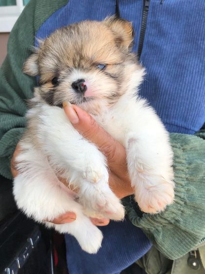 ชิสุปอม  รูปที่ 4