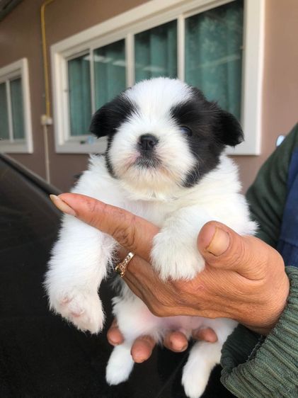 ชิสุปอม  รูปที่ 3