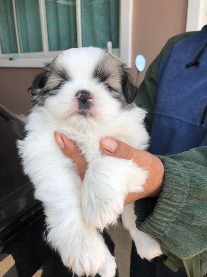 ชิสุปอม  รูปที่ 2