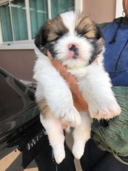 ชิสุปอม 