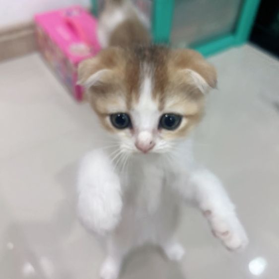 แมวสก็อตติชโฟล์ค รูปที่ 2