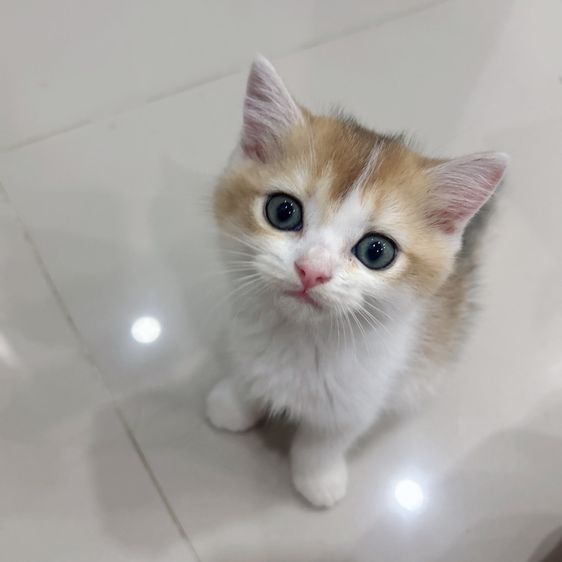 แมวสก็อตติชโฟล์ค รูปที่ 3