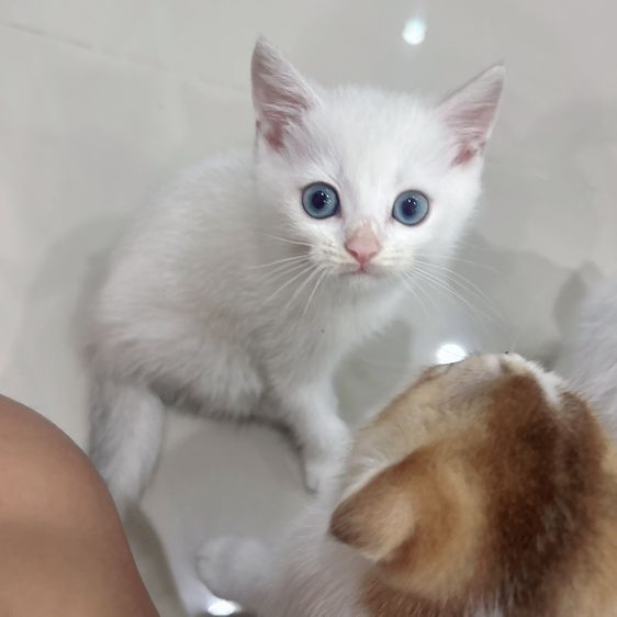 แมวสก็อตติชโฟล์ค รูปที่ 4