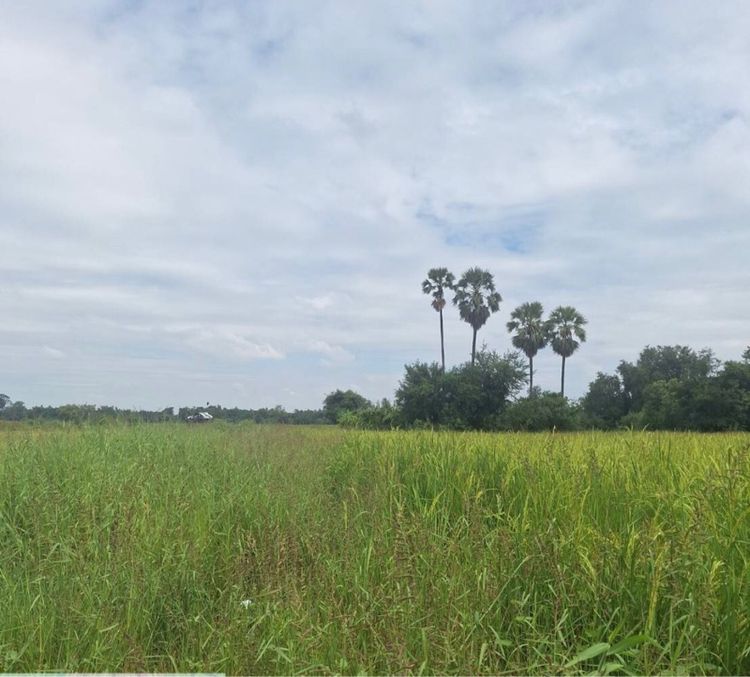 ขายที่นา