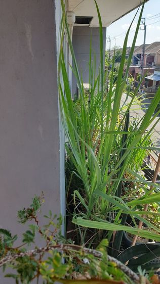 สวนผัก บนตึก แบบกระถาง
( รดน้ำพร้อมเก็บกิน) รูปที่ 10